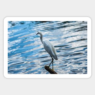 Snowy Egret 2 Sticker